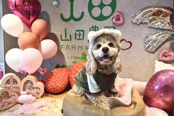 休日は犬活